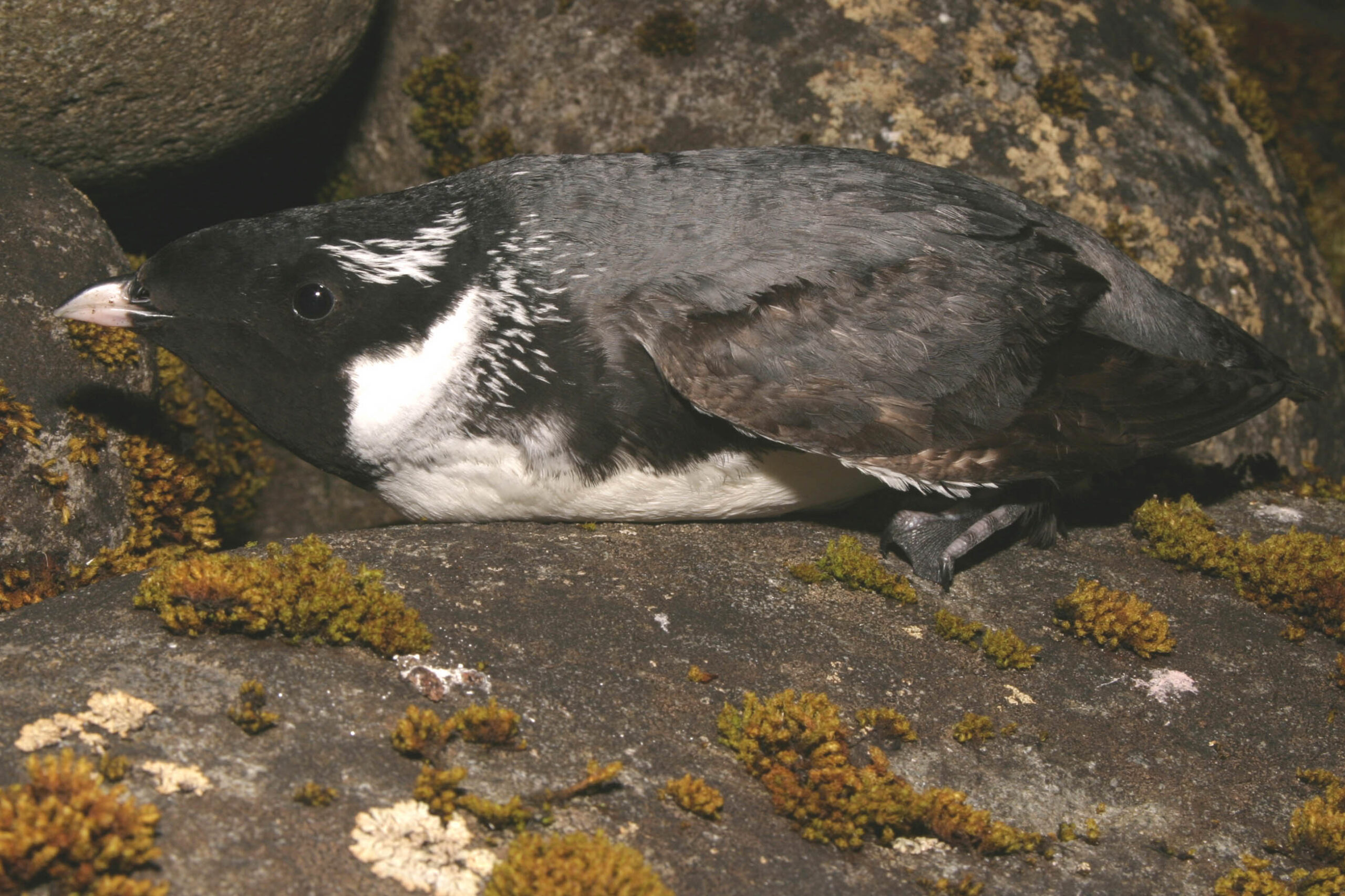 Ancient Murrelet (Photo credit:  Ian Jones)