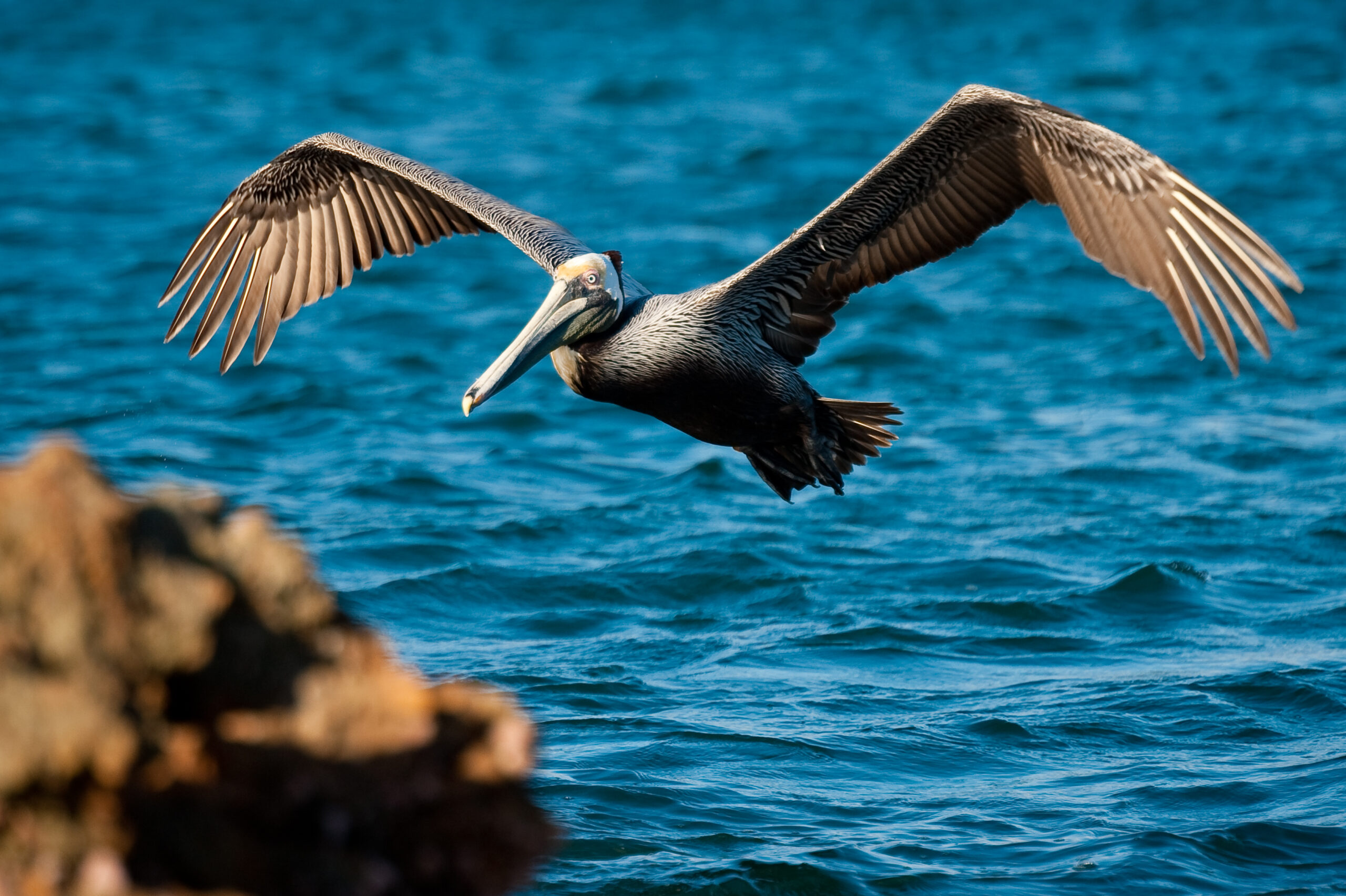 California Brown Pelican (Photo credit: GECI)