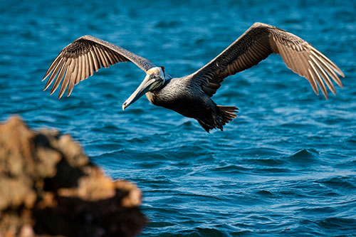 2014-california-brown-pelican_conservacin-de-islas-latest