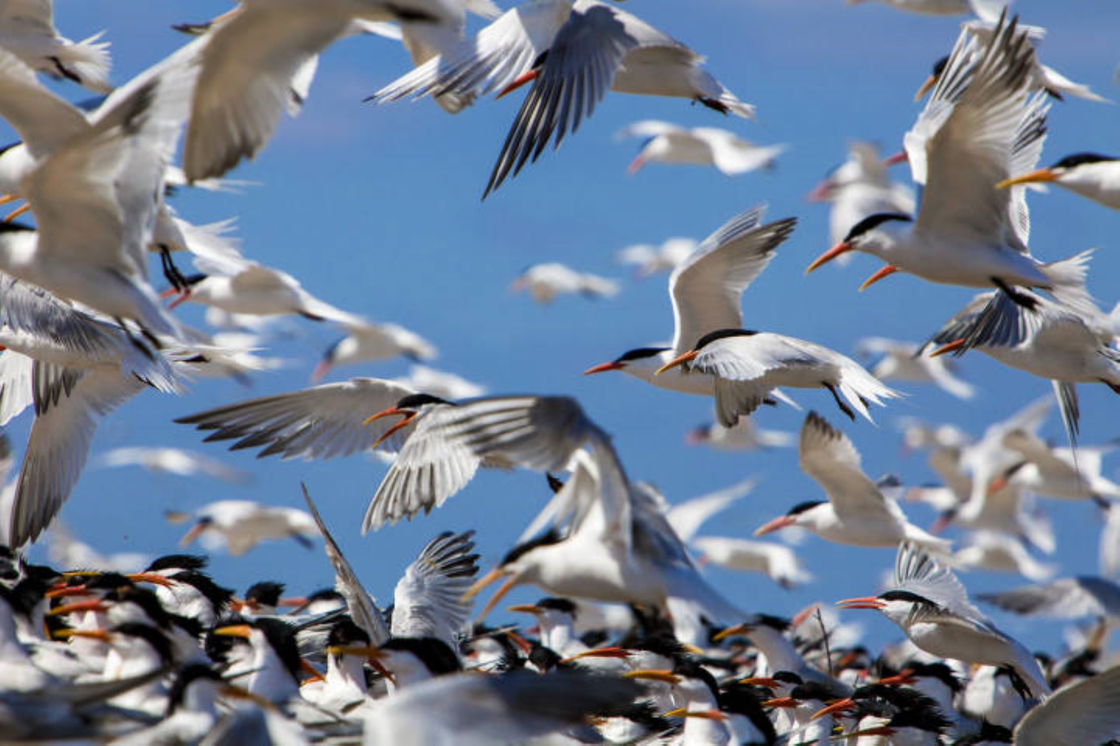 TCW Migratory Birds_Elegant Terns (Credit USFWS Ian Shive)